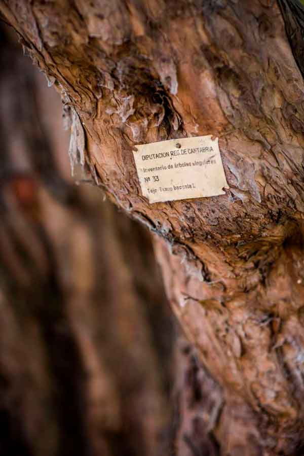 Secuoya - Tronco - Detalles