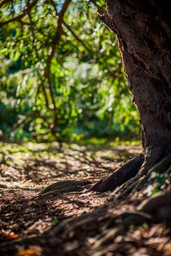 Rincones del jardín